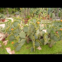 Opuntia Lindheimeri (fam Cactees) (Sud des USA) (01)